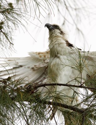 osprey drying off