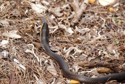 Bahamian Racer