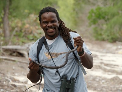 Bahamian Racer
