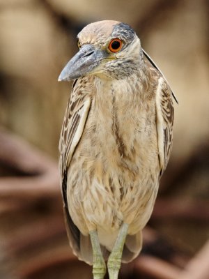 immature Yellow-Crowned Night Heron