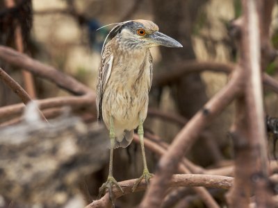 immature Yellow-Crowned Night Heron