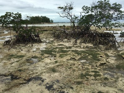 Piping Plover habitat (1)