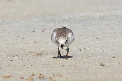 Green Flag 85 - 10.jpg
