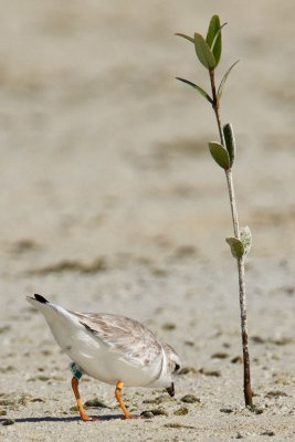 Green Flag 85 - 19.jpg
