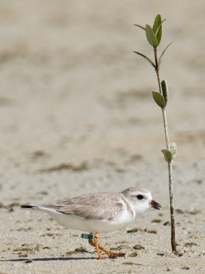 Green Flag Piping Plovers
