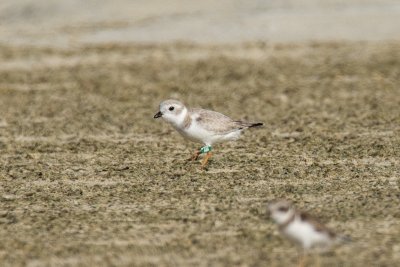 Green Flag A8A - 13.jpg