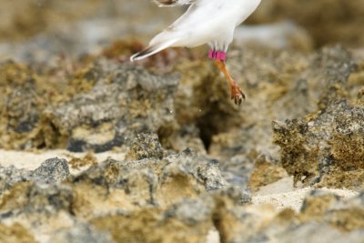 Pink Flag 61 - 4.jpg