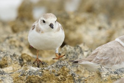 Pink Flag Piping Plovers