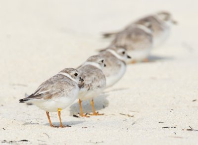 Banded (no flag) Piping Plovers