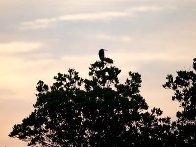 Louisiana Heron, Ding Darling March 2015