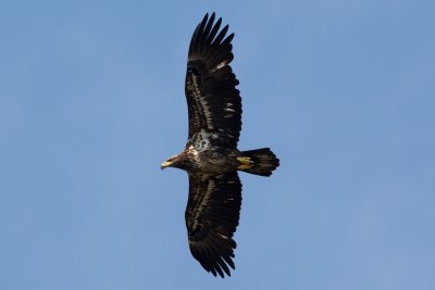 Imm. Bald Eagle, Ding Darling March 2015 