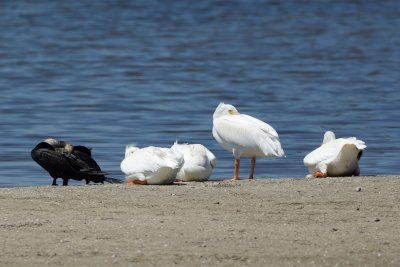 White Pelicans and Double-Crested Cormorant, Ding Darling March 2015