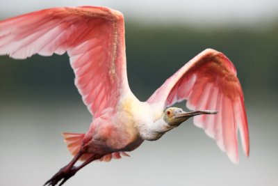 Roseate Spoonbill, Ding Darling March 2015