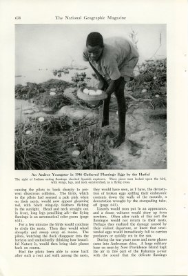 Flamingos' Last Stand on Andros Island - p.638