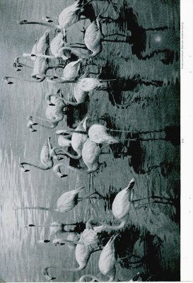 Flamingos' Last Stand on Andros Island - p.640