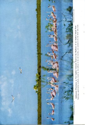 Flamingos' Last Stand on Andros Island - p.646