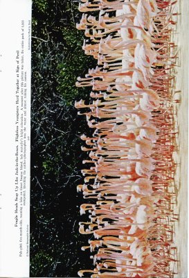 Flamingos' Last Stand on Andros Island - p.647