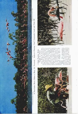 Flamingos' Last Stand on Andros Island - p.648