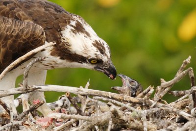 Osprey mom feeding chick