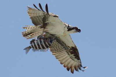 Osprey bringing home dinner