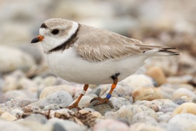 Banded and flagged piping plovers