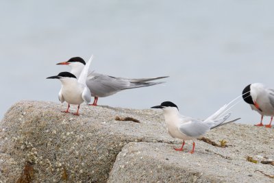 Roseate terns with common terns - Black Beach West Falmouth 1