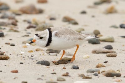 PIPL male Forest Beach Chatham