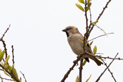 rufous sparrow