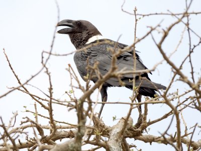 white-naped raven