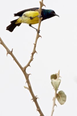 variable sunbird