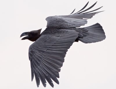 white-naped raven