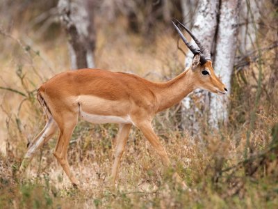 impala (male)