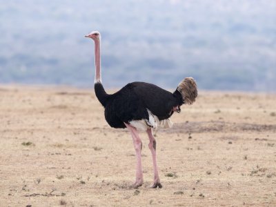 ostrich (male)