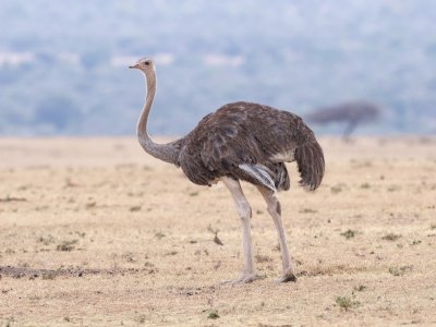 ostrich (female)