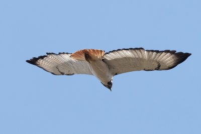 augur buzzard