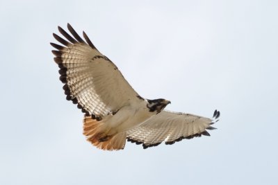 augur buzzard