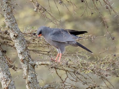 eastern chanting goshawk