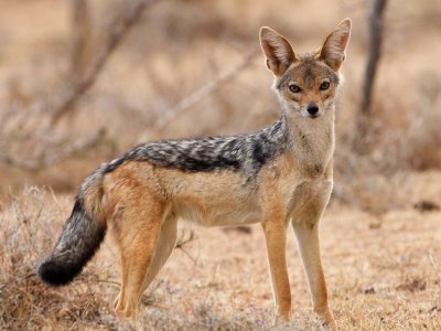 black-backed jackal