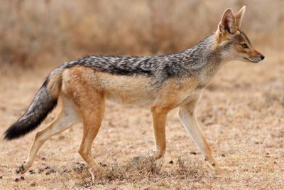 black-backed jackal