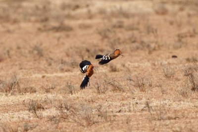 African hoopoes chasing each other