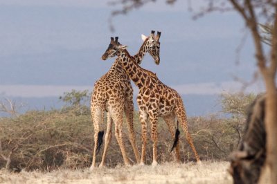 Maasai giraffes arguing