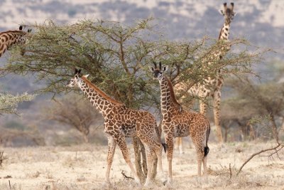 Maasai giraffe babies 