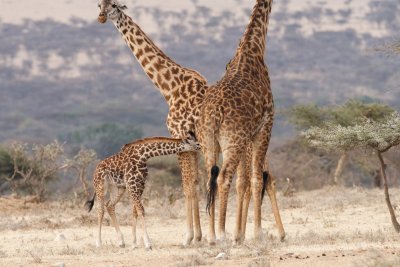 Maasai giraffe baby nursing (note dried umbilical cord - just a few days old)