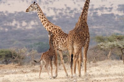 Maasai giraffes