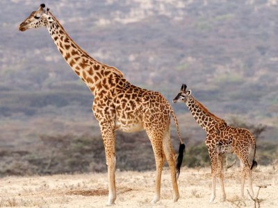 Maasai giraffe mother and baby