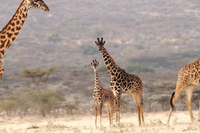 Maasai giraffe baby and youngster (adult at left)