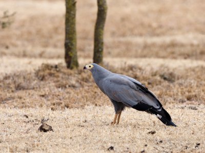 African harrier hawk (or gymnogene) with prey on the ground