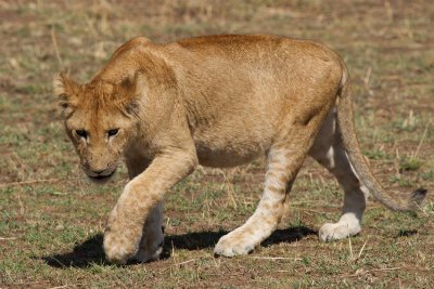 lion cub