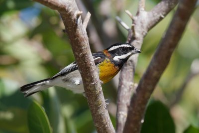 Western Spindalis, South Andros