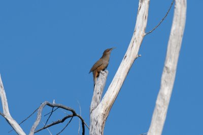 Great Lizard-Cuckoo adult climbing dead casuarina